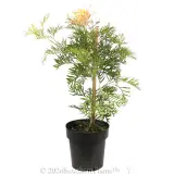 Grevillea Peaches and Cream - Alternate photo