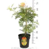 Grevillea Peaches and Cream - Product photo