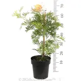Grevillea Peaches and Cream - Reference photo