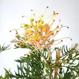 Grevillea Peaches and Cream - Detail photo