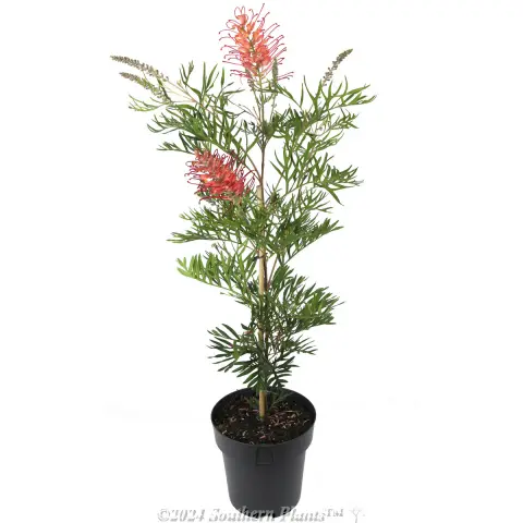 Grevillea Pink Profusion