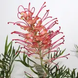 Grevillea Pink Profusion - Product photo