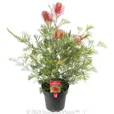 Grevillea Raspberry Dream - Plant photo