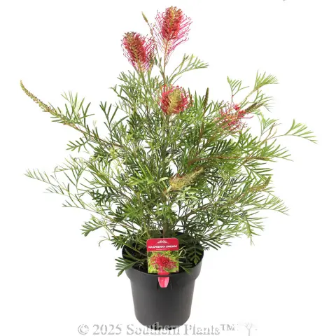 Grevillea Raspberry Dream