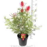Grevillea Raspberry Dream - Product photo