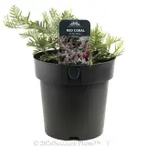 Grevillea Red Coral - Plant photo