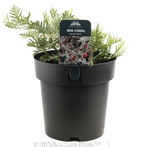 Grevillea Red Coral