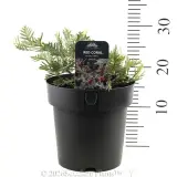 Grevillea Red Coral - Product photo