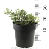 Grevillea Red Coral - Reference photo