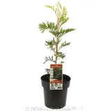 Grevillea Robyn Gordon - Plant photo