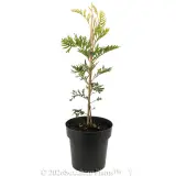 Grevillea Robyn Gordon - Alternate photo