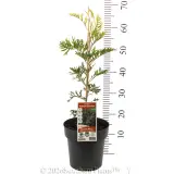 Grevillea Robyn Gordon - Product photo
