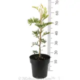 Grevillea Robyn Gordon - Reference photo