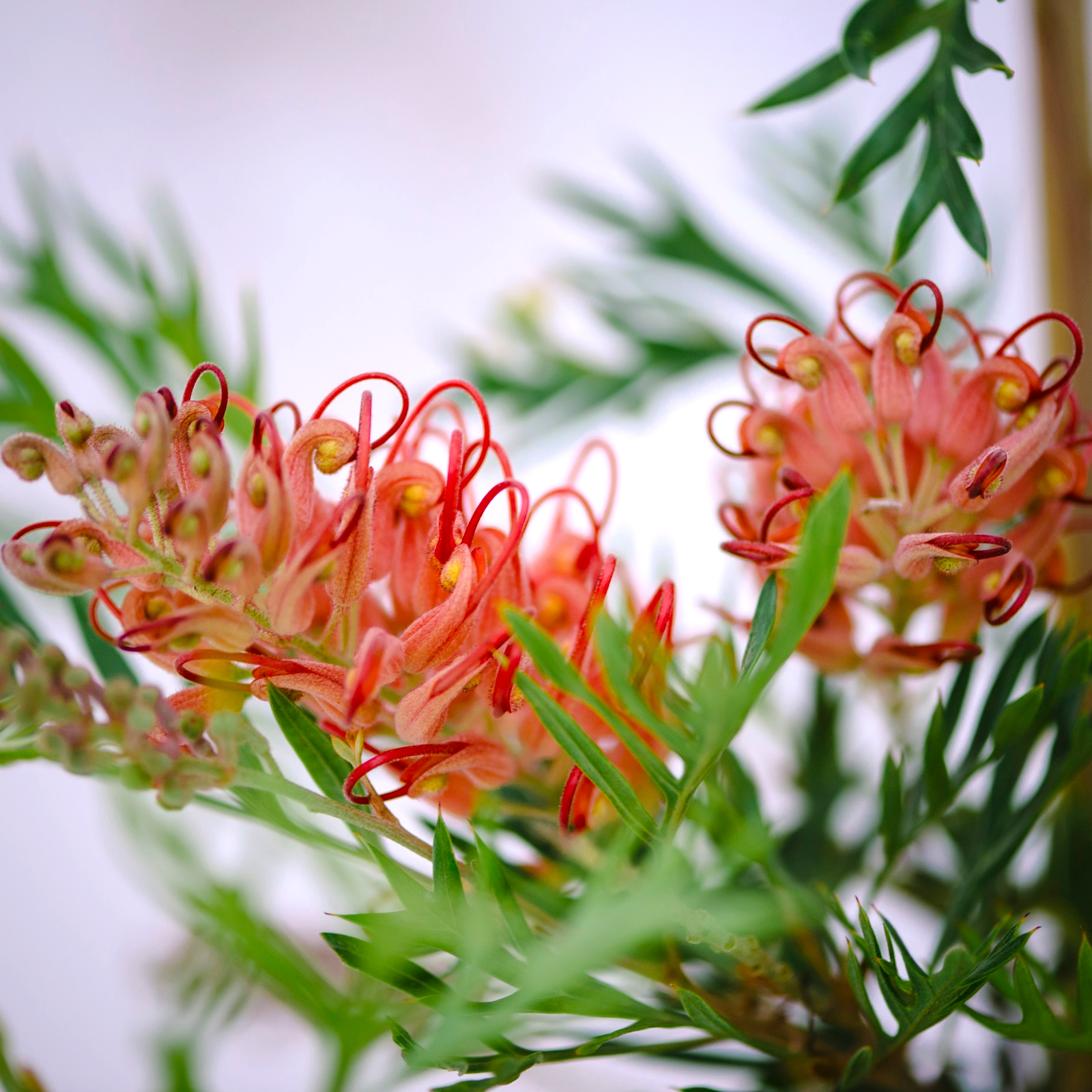 Grevillea Robyn Gordon - Detail