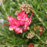 Grevillea Scarlet Sprite - Detail photo