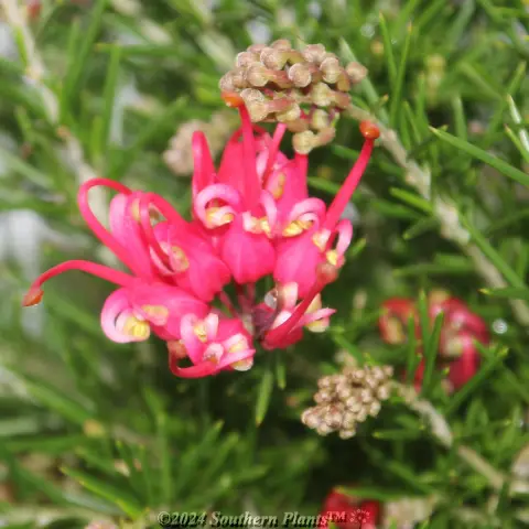 Grevillea Scarlet Sprite