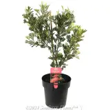 Grevillea Showtime - Plant photo