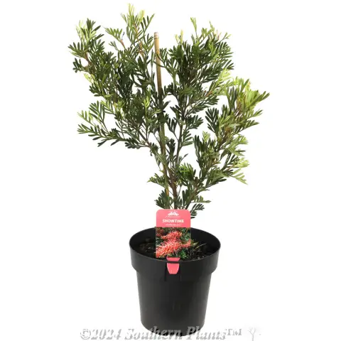 Grevillea Showtime