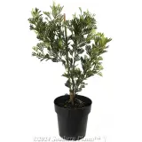 Grevillea Showtime - Alternate photo