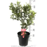 Grevillea Showtime - Product photo