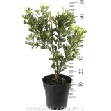 Grevillea Showtime - Reference photo