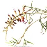 Grevillea RSL Spirit of Anzac - Product photo