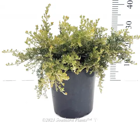 Grevillea Sea Spray