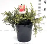 Grevillea Sea Spray - Alt
