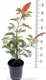 Grevillea Superb - Alt