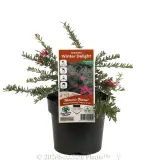 Grevillea Winter Delight - Plant photo