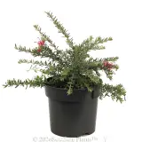 Grevillea Winter Delight - Alternate photo