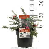Grevillea Winter Delight - Product photo