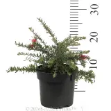 Grevillea Winter Delight - Reference photo
