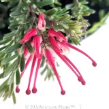 Grevillea Winter Delight - Detail photo