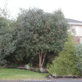 Pincushion Hakea - Product photo