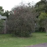 Pincushion Hakea - Reference photo