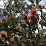 Pincushion Hakea - Detail photo