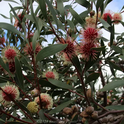Pincushion Hakea