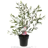 Hakea Stockdale Sensation - Plant photo