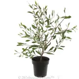 Hakea Stockdale Sensation - Alternate photo