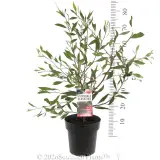 Hakea Stockdale Sensation - Product photo