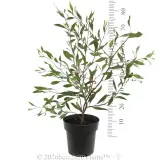 Hakea Stockdale Sensation - Reference photo