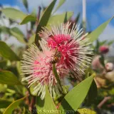 Hakea Stockdale Sensation - Detail photo
