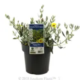 Woolly Rock Rose - Plant photo