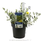 Woolly Rock Rose - Product photo