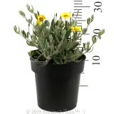 Woolly Rock Rose - Reference photo