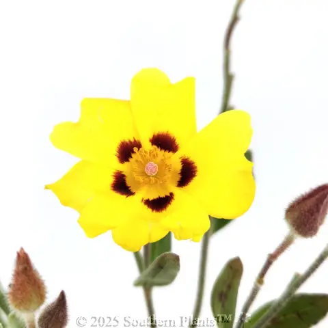 Woolly Rock Rose
