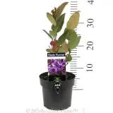 Blade Runner Native Wisteria - Pack