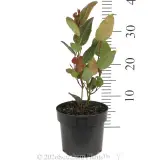 Blade Runner Native Wisteria - Ruler