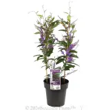 Hardenbergia Happy Wanderer - Plant photo